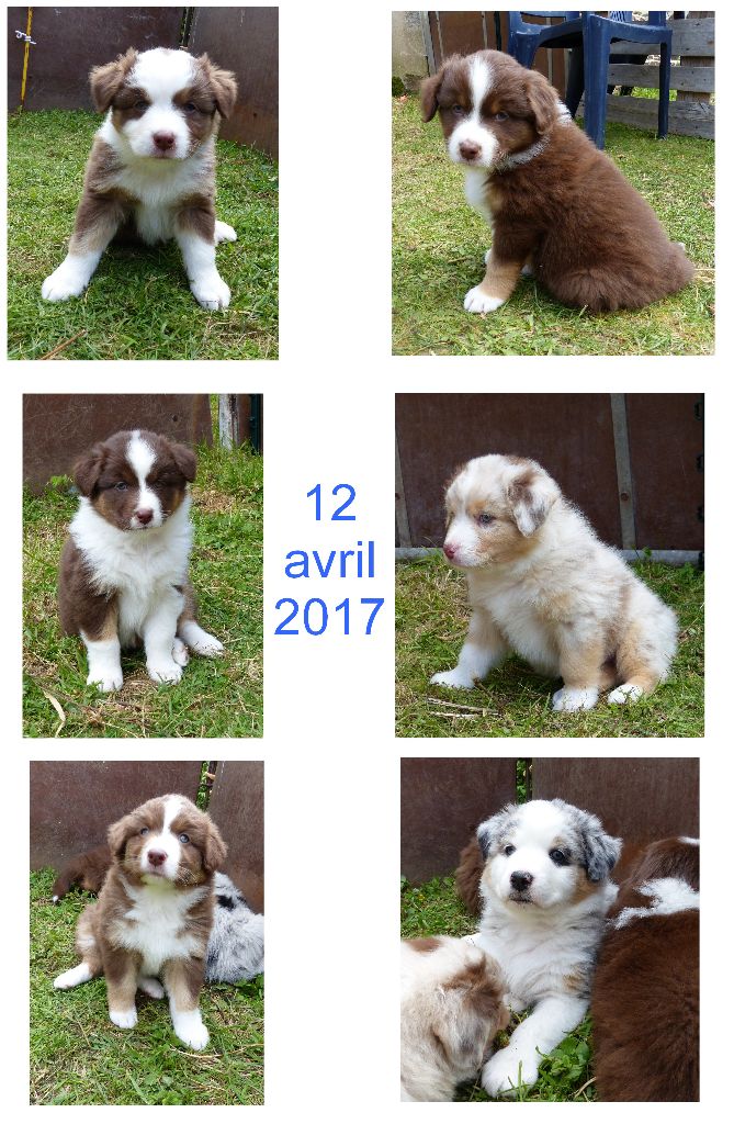 Isabelle Ruffet - Les chiots ont 6 semaines