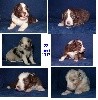  - Chiots de 3 semaines