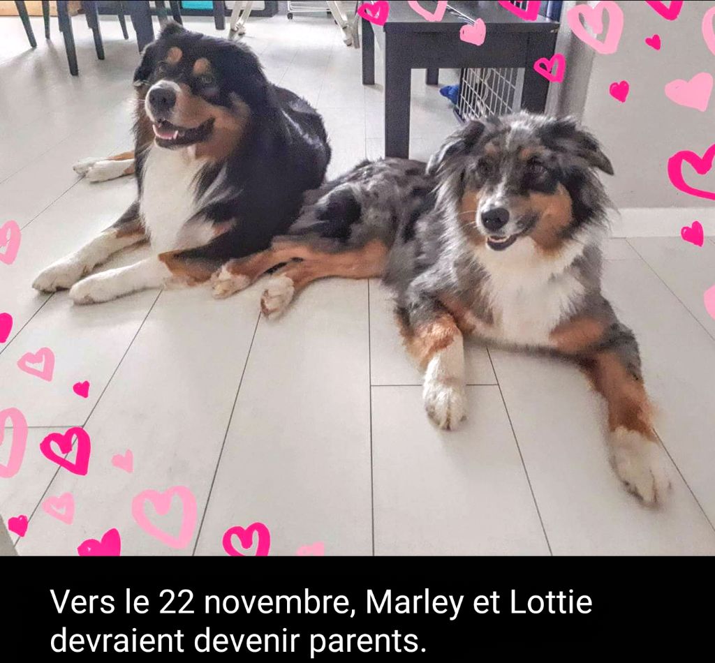 Isabelle Ruffet - Saillie de Lottie Labelle par Marley le 22 septembre 2018