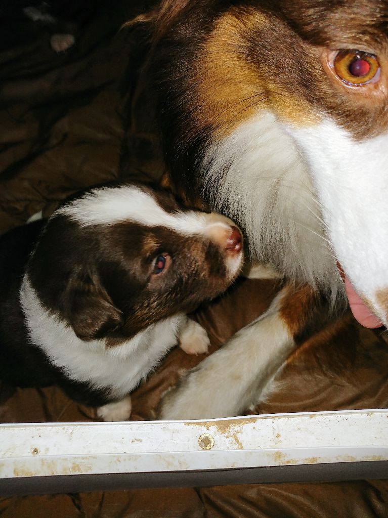 Isabelle Ruffet - Evolution des chiots