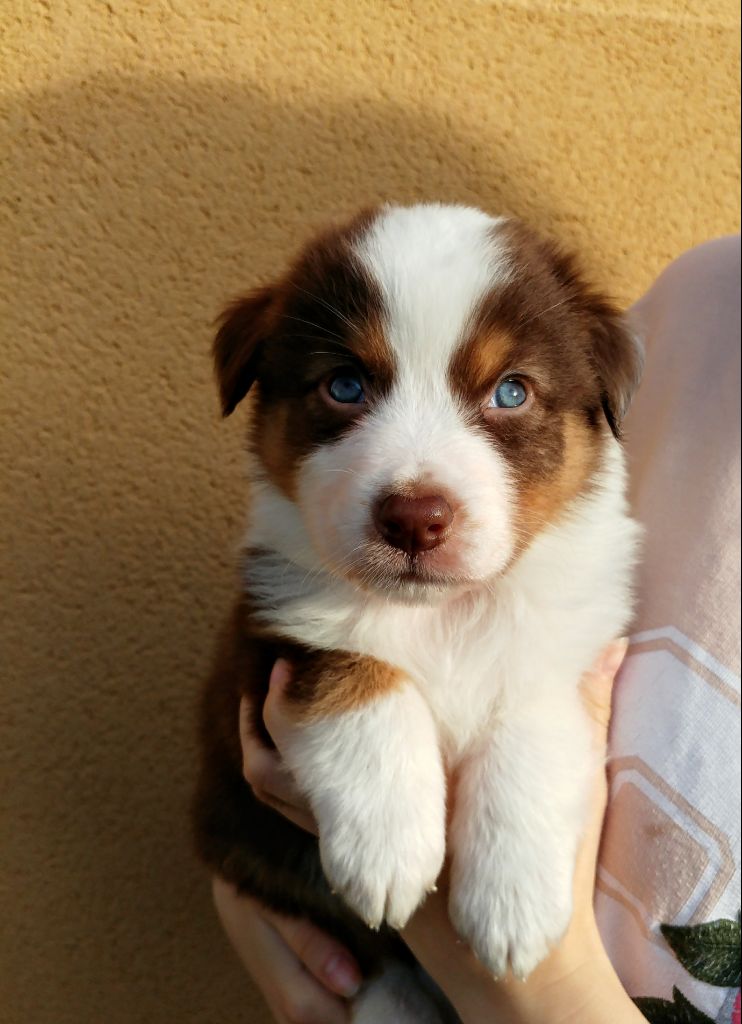 Isabelle Ruffet - Chiots ba de 5 semaines